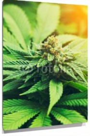 Lienzo Marihuana